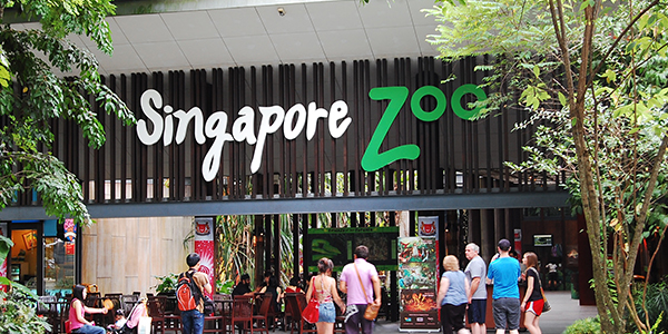 Breakfast with Orangutans at Singapore Zoo